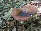 Mézszagú galambgomba (Russula melliolens), Mátra